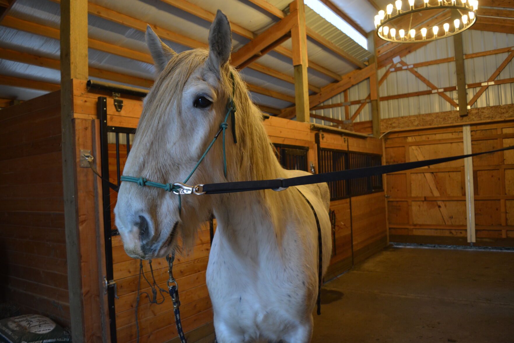 210106.Horse.TherapyProgram.CK.4..JPG